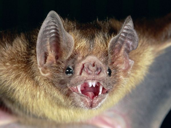 Vampires - vampire bat